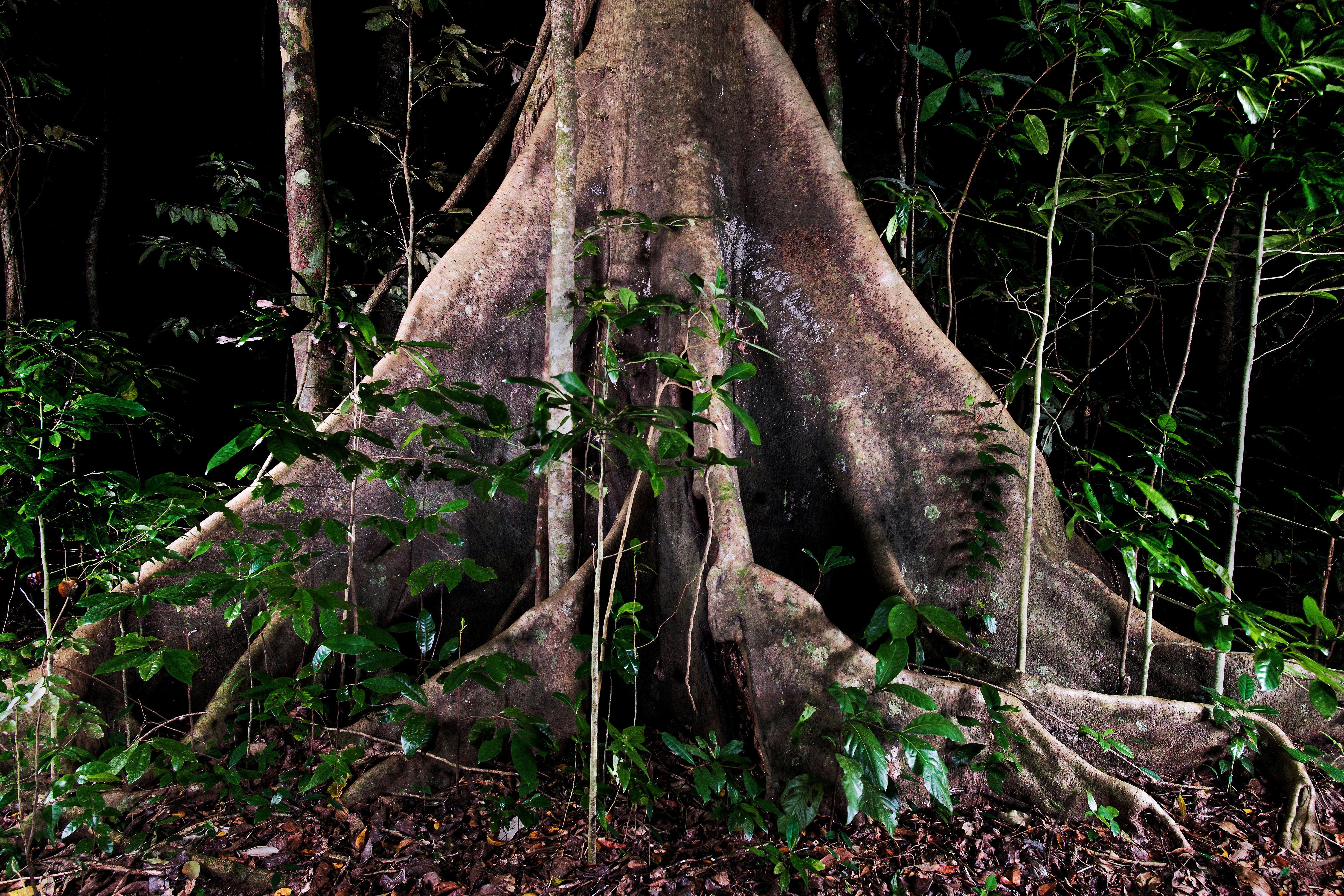 brown tree trunk surrounded by green plants